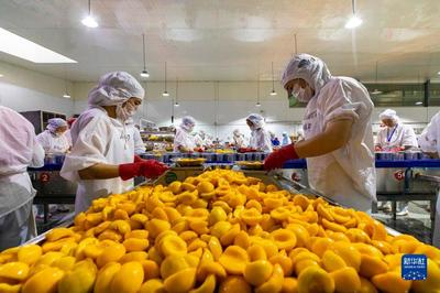 湖北秭歸 黃桃出口加工忙，農產品加工助力鄉村振興
