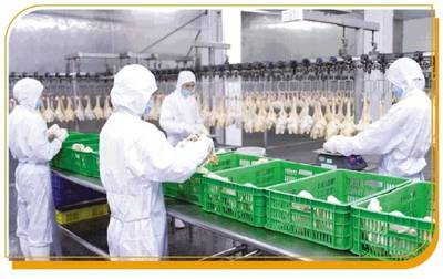 唐順興 一只'供港雞'的國際化之旅——廣東農產品出口典型案例分析