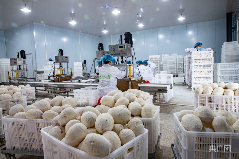 福建光澤 以倉儲冷鏈建設為引擎，驅動鄉村產業振興與農產品加工升級