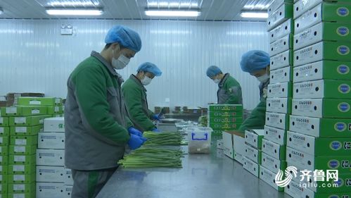 濰坊農產品加工企業順利復工，優質蒜薹搶“鮮”直供海外