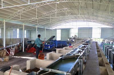 五街鎮 核桃產業升級，打造硬“核”夢工廠