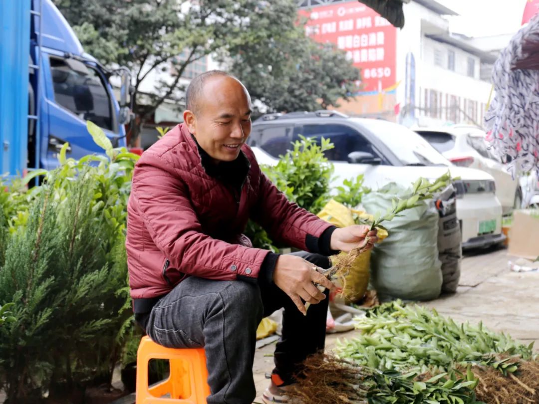 苗木市場春意濃 特色產業驅動農轉工新篇章，農產品加工添翼騰飛