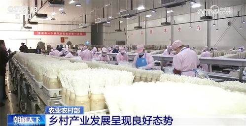鄉村產業新新向榮，農產品加工打造鄉村振興新引擎